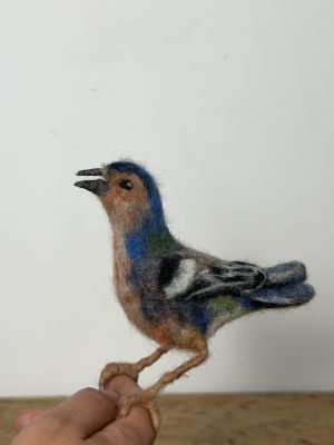 Tentilhão da Madeira