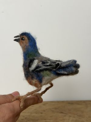 Tentilhão da Madeira